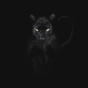 Shaaz Jung Shares Stunning Images Of Extremely Rare Black Panther ...