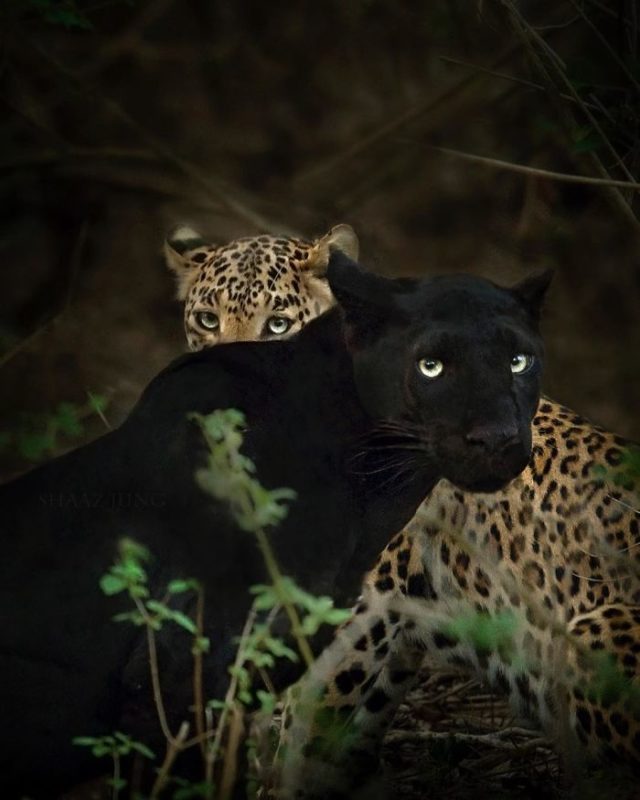 Shaaz Jung Shares Stunning Images Of Extremely Rare Black Panther ...