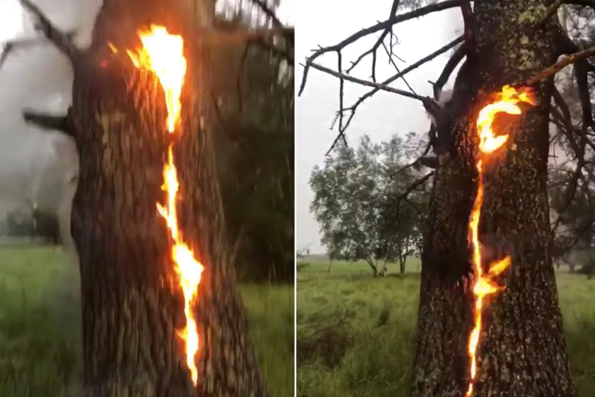 Flames Shoot Up Middle Of Tree After Being Hit By Lightning Strike 