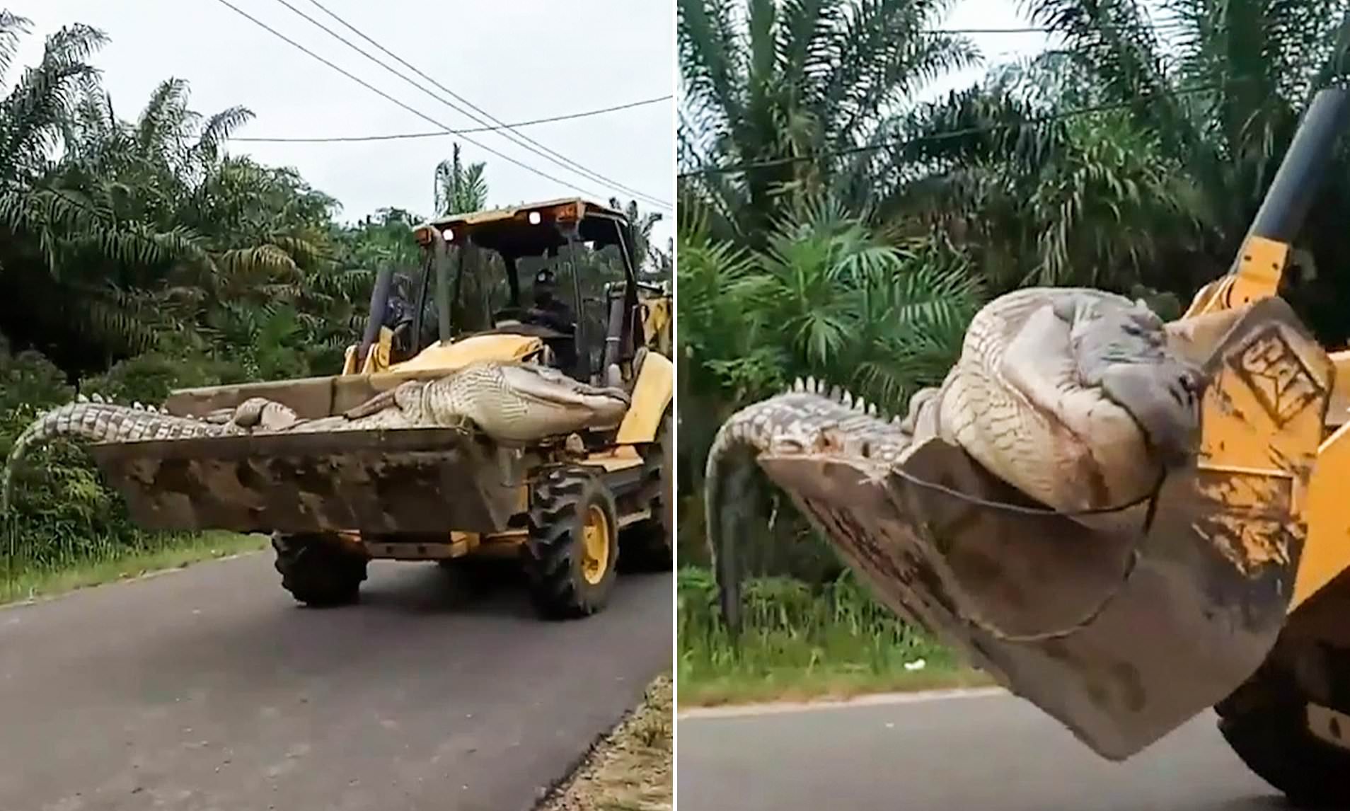 Massive 14ft Crocodile Captured, Beheaded, And Buried By Indonesian