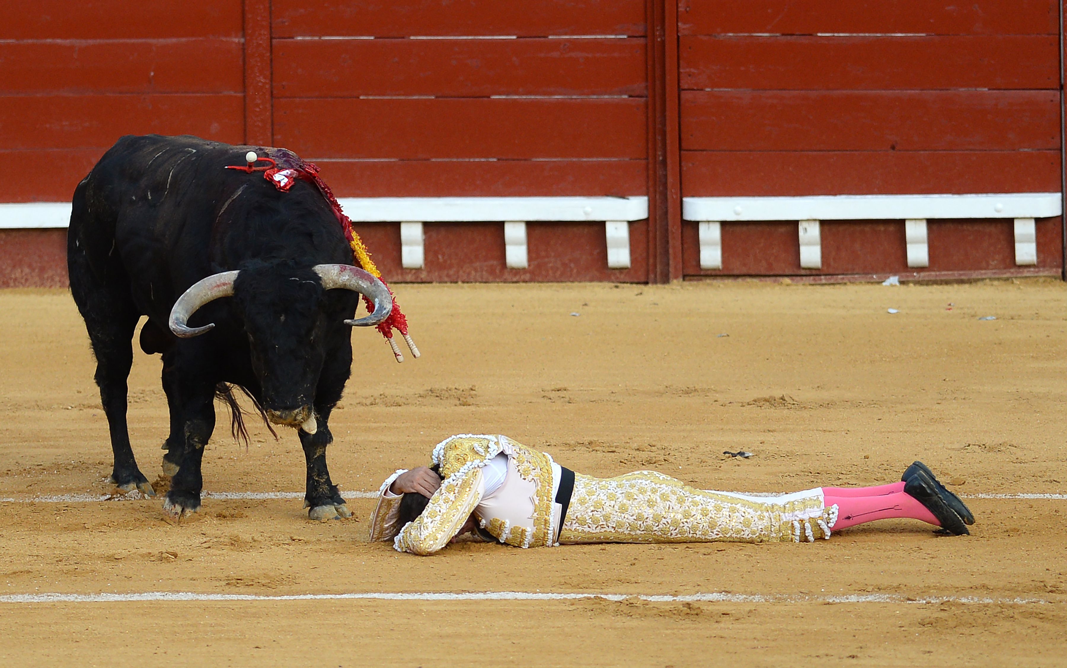 Matador Gored In Bum And Gets Lifted High During First Bullfight Of Spain After COVID19 Lockdown