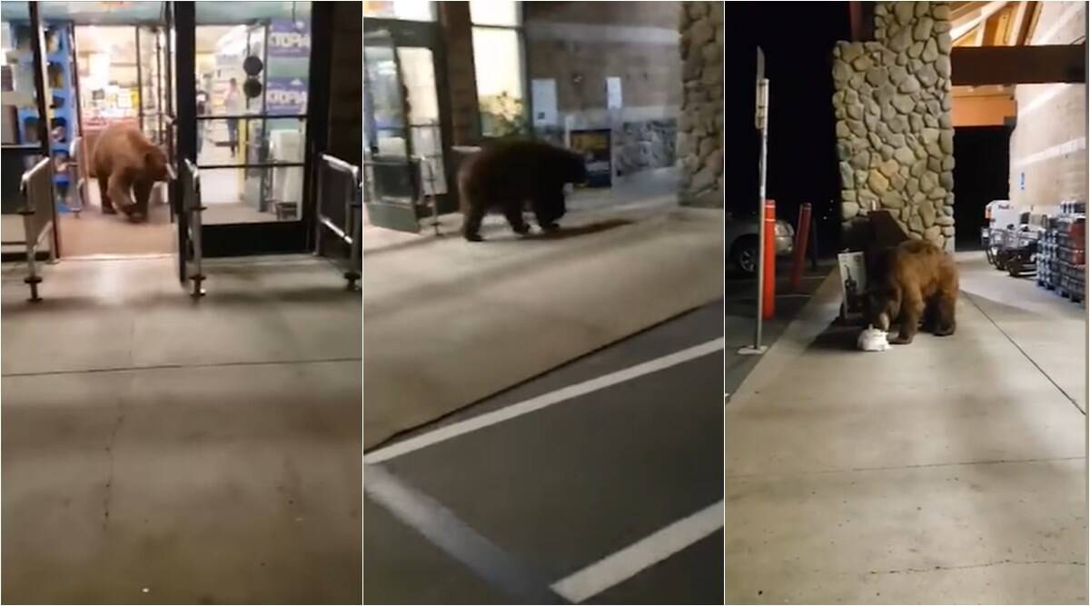 Massive Bear Wanders Inside California Grocery Store And Leaves With A