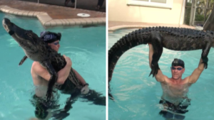 alligator removes foot
