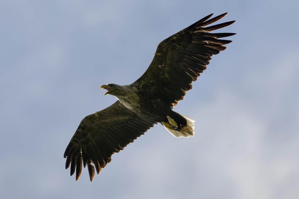 Last Surviving Female Golden Eagle In Wales Found Dead By Walker In Powys