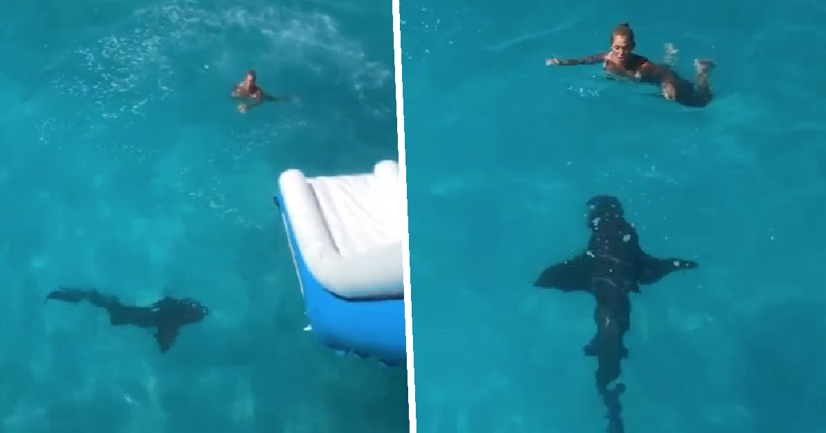 Florida Woman Gets Greeted And Bumped By Massive Shark After Sliding 