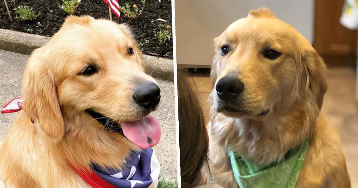 Adorable Golden Retriever Was Born With A Cool Tiny Mohawk!