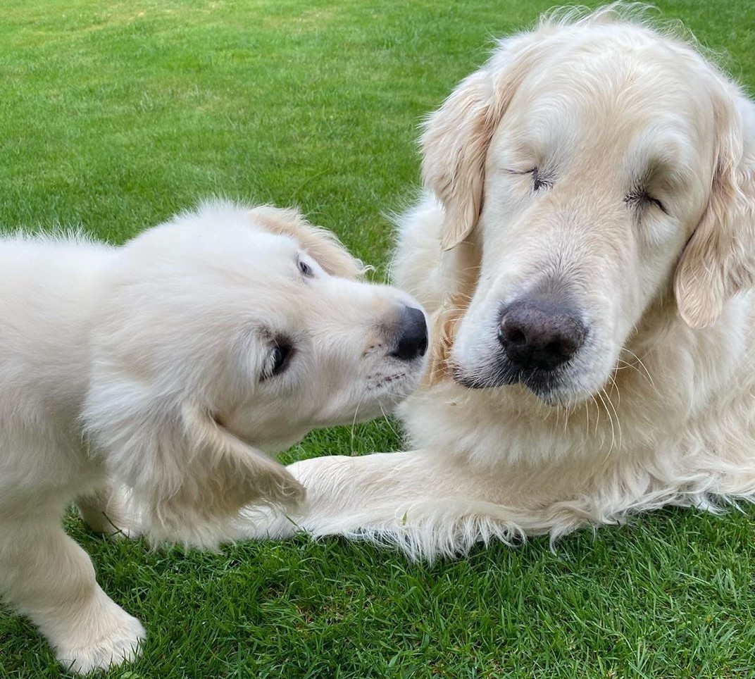 Blind Golden Retriever Gets Seeing-Eye Puppy To Help Him Navigate The World