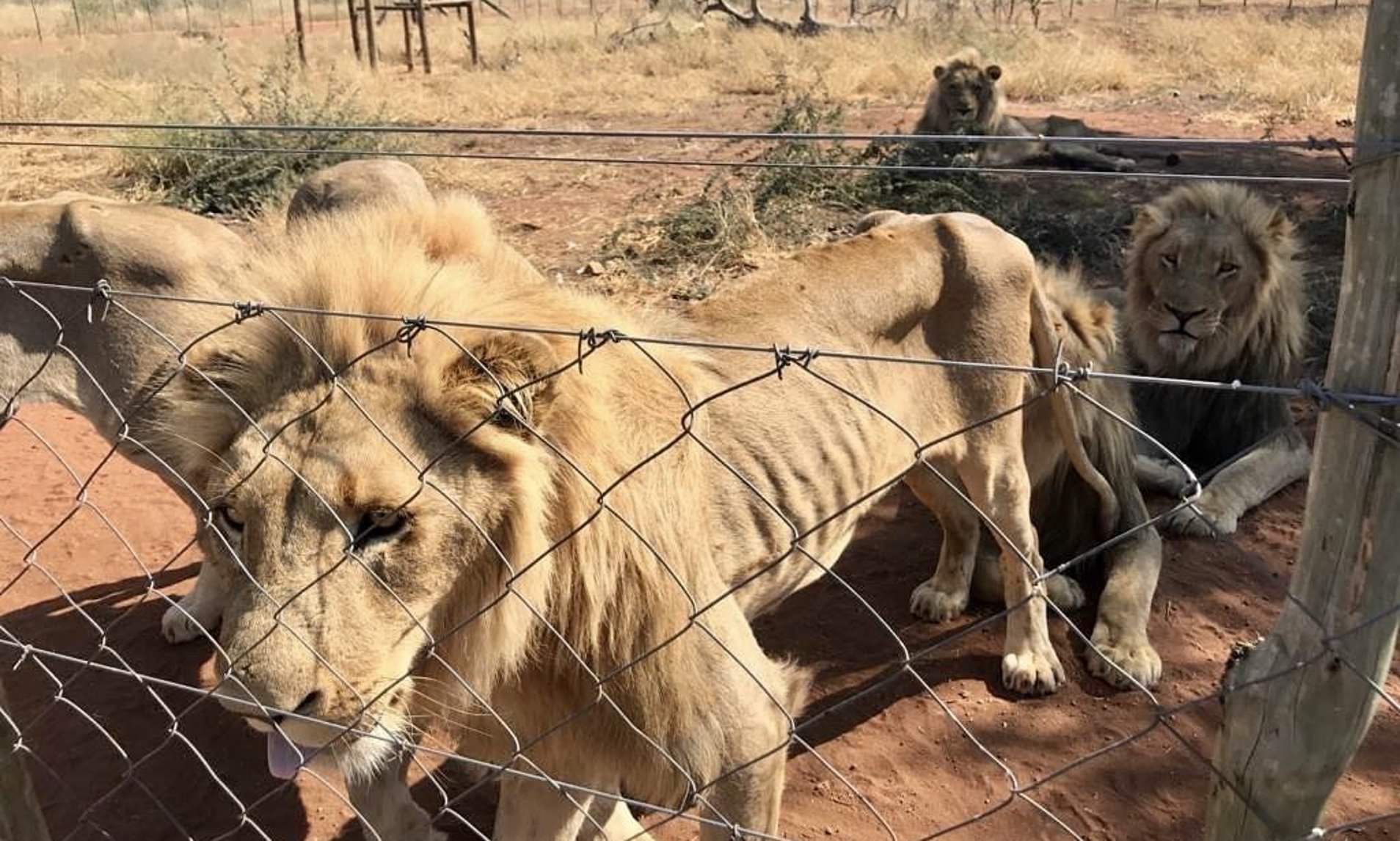 10 Lions That Were Being Bred In Captivity So They Could Be Hunted Gets