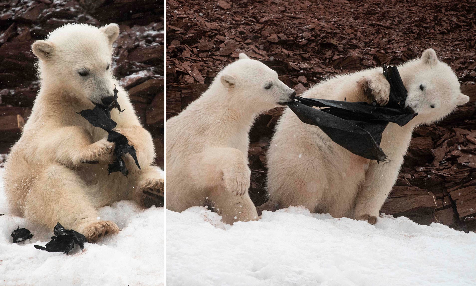 Heart-Wrenching Images Show Polar Bear Cubs Attempting To Eat Plastic