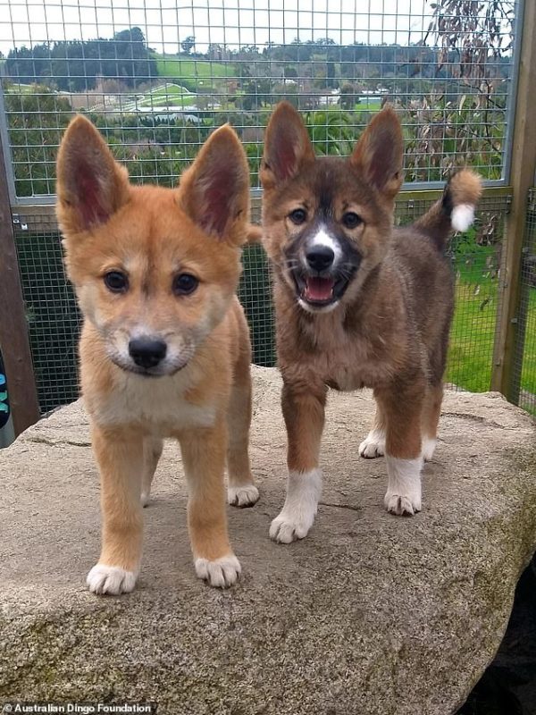 Ultra-Rare Purebred Alpine Dingo Puppy Discovered And Rescued In Australia