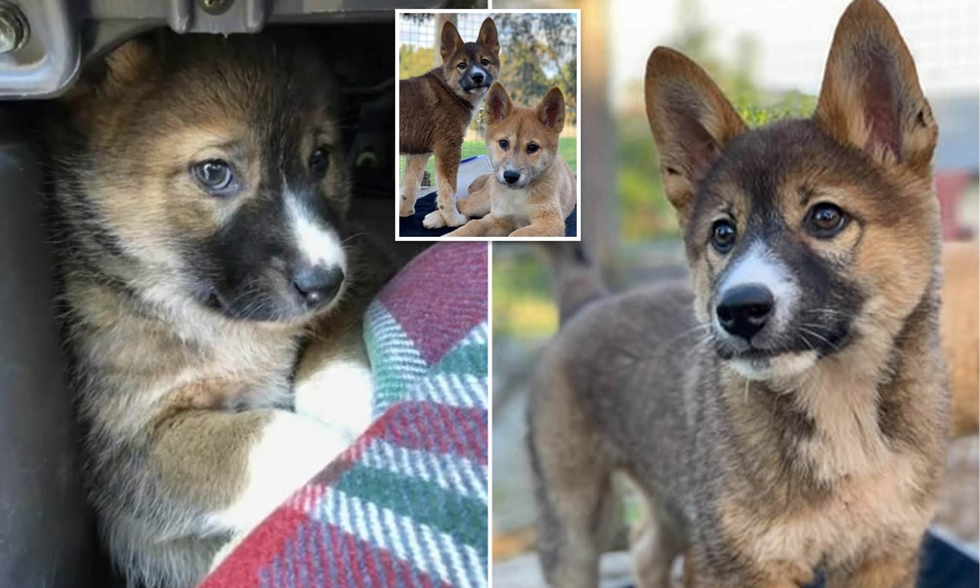 UltraRare Purebred Alpine Dingo Puppy Discovered And