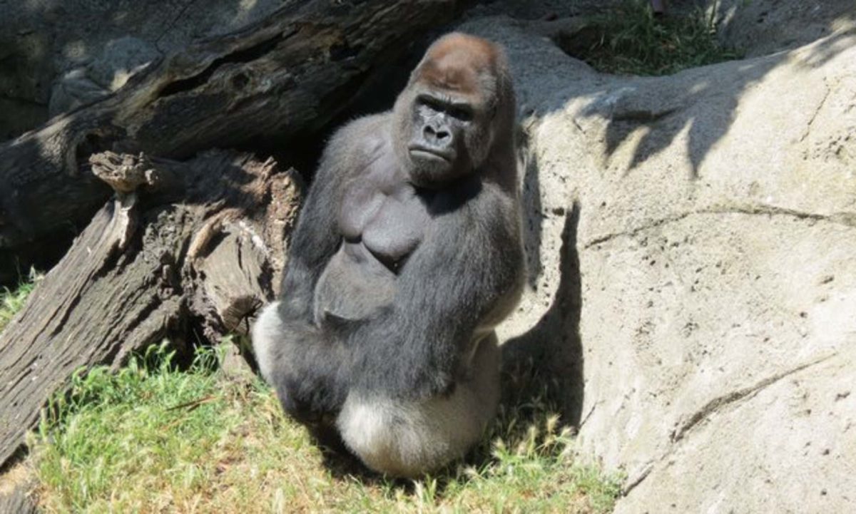 Zookeeper Left With Horrific Injuries After