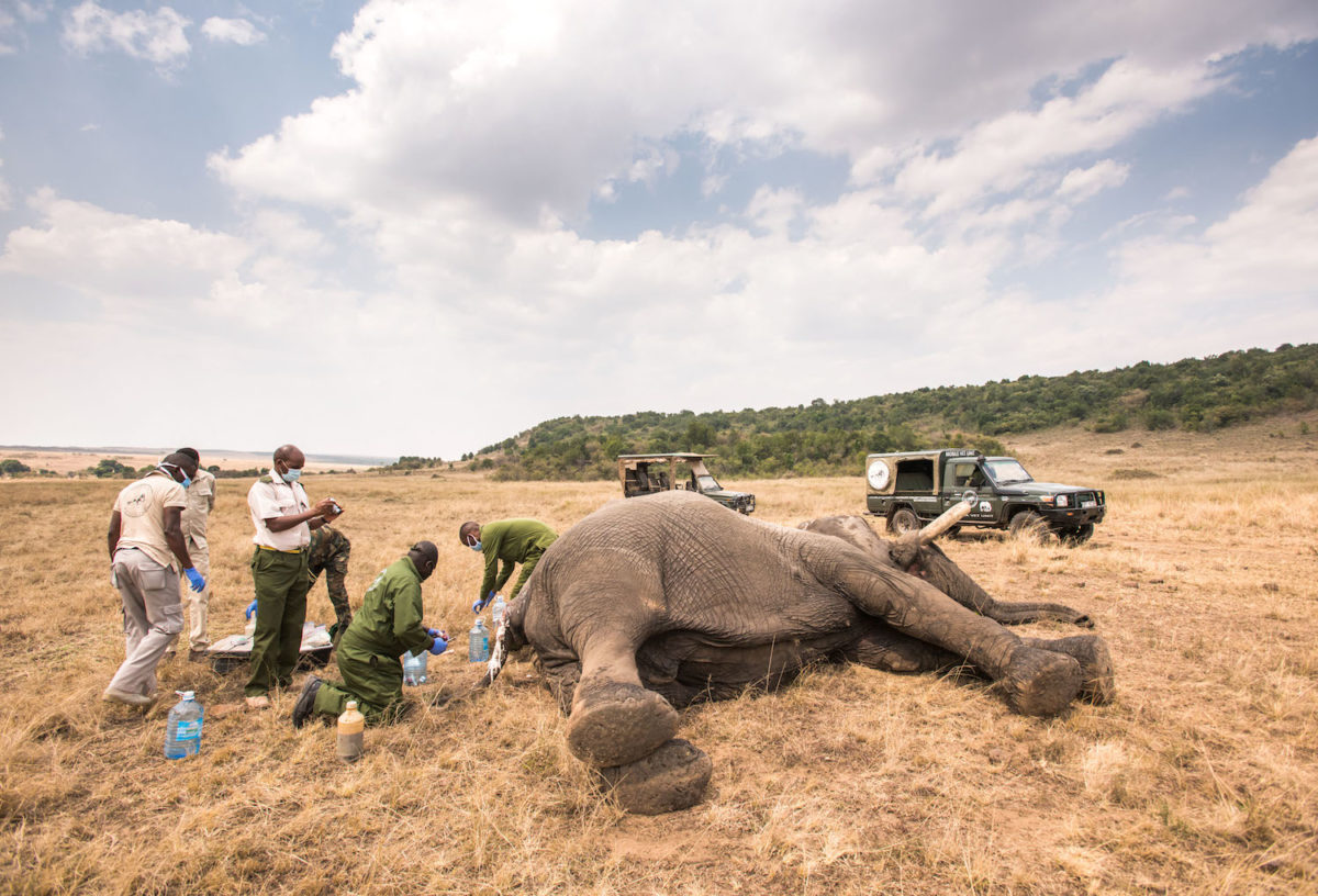 Vets Save Elephant After It Is Speared By Villagers For Crossing Into