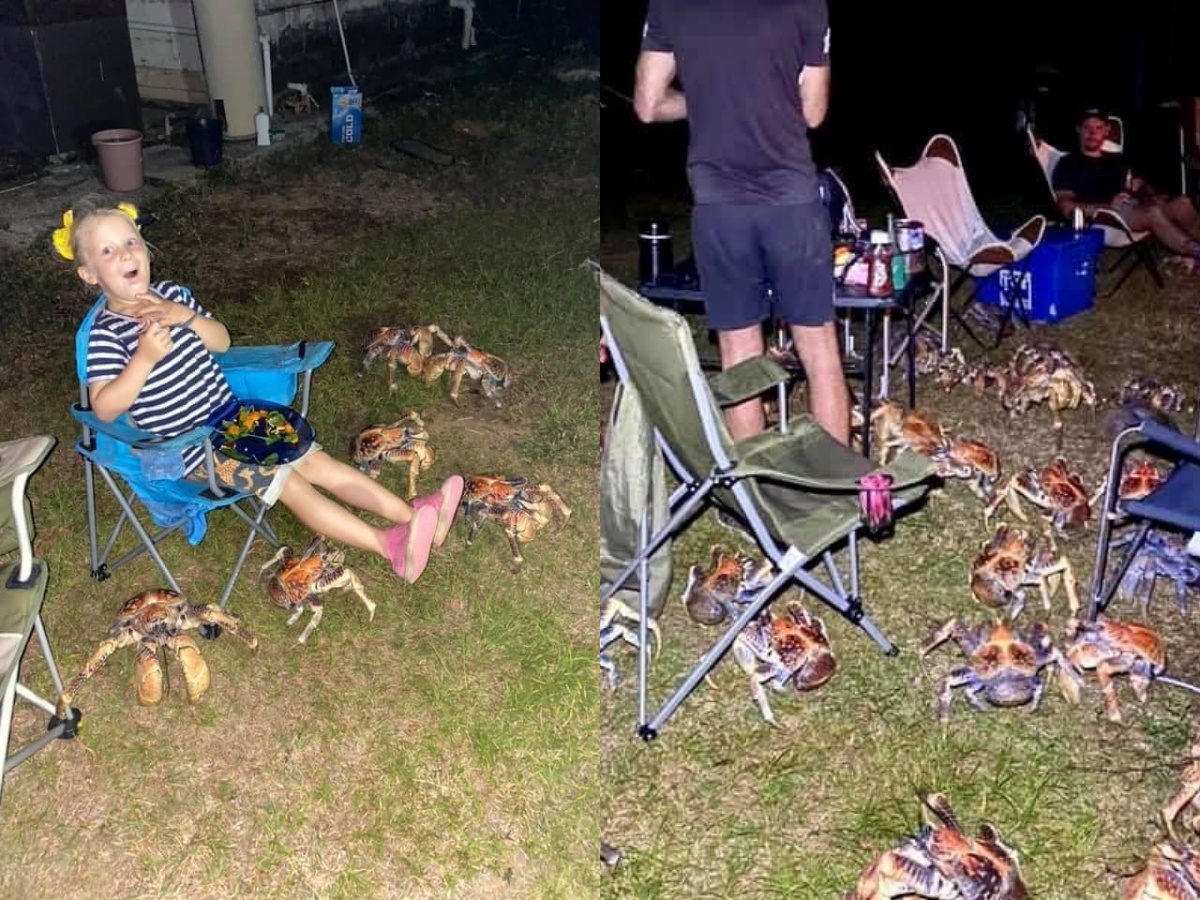 Terrifying Pictures Show Giant Robber Crabs Invading Family Enjoying