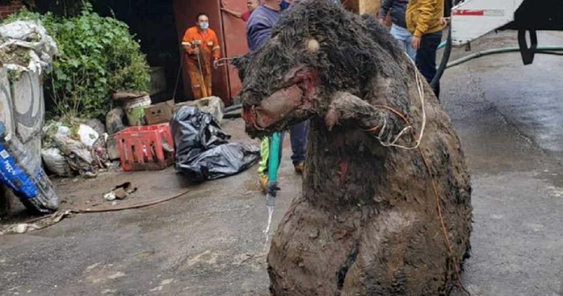 Massive Rat Removed After Being Discovered To Have Caused Flood