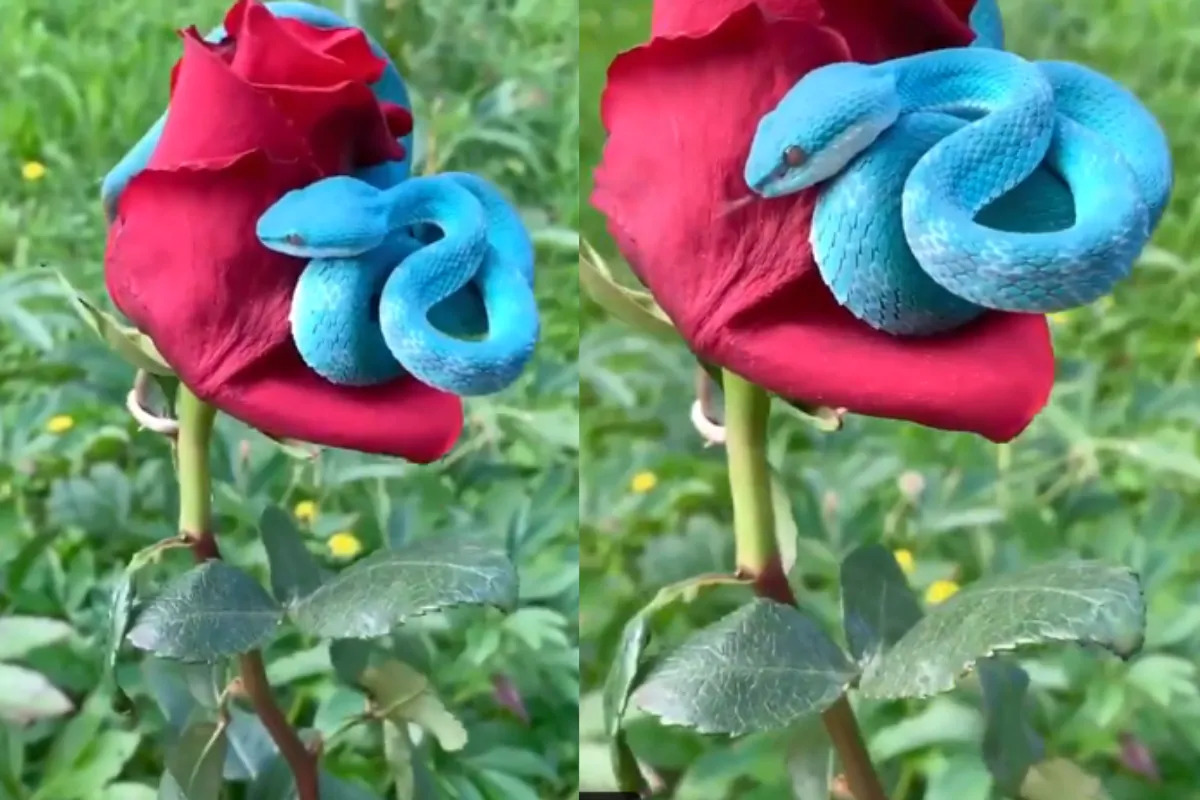 Beautiful Yet Deadly: Extremely Rare Blue Pit Viper Caught Resting On