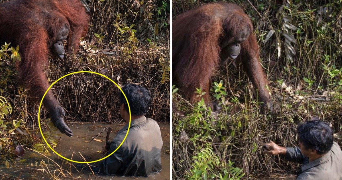 Photographer Captures Incredible Moment Wild Orangutan Offers Hand To ...