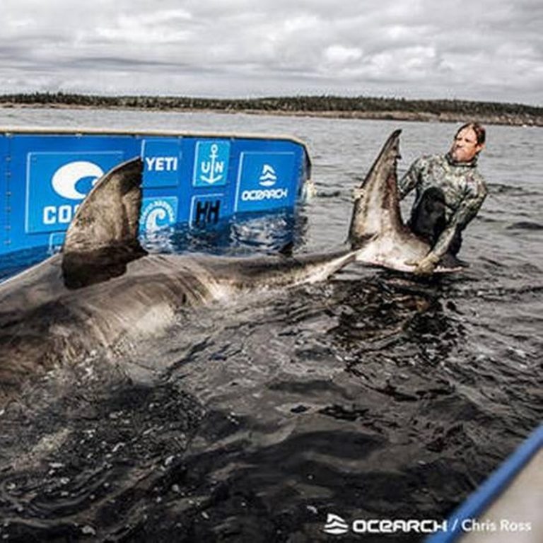 Queen Of The Ocean Massive 17ft 3 500lbs Great White Shark Caught In