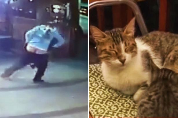 Hilarious Video Shows Man Losing His Trousers During Cat Attack While