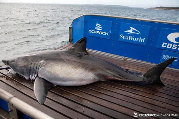 Queen Of The Ocean Massive Ft Lbs Great White Shark Caught In