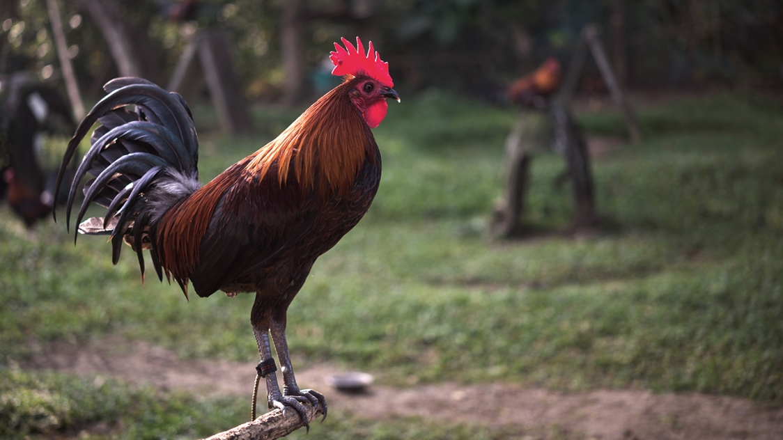 Fighting Rooster Kills Police Officer During Illegal Cockfighting Event Raid In The Philippines 
