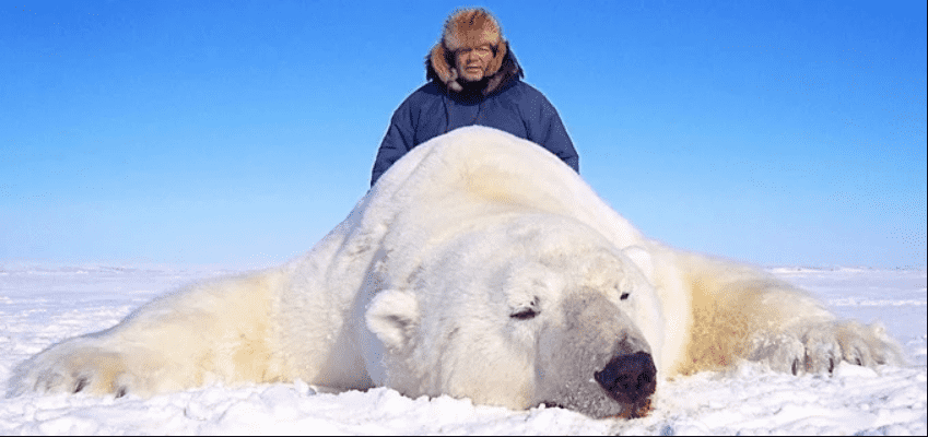 Trophy Hunters Pose With Dead Polar Bears For Company Advertisement