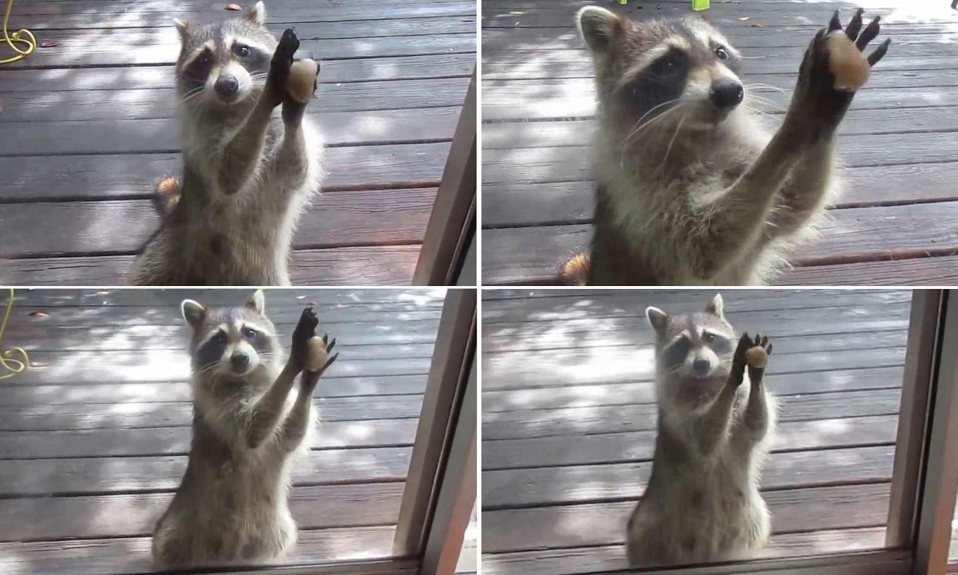 Raccoons Use Rock To Knock Glass Door So She Could Tell House Owner