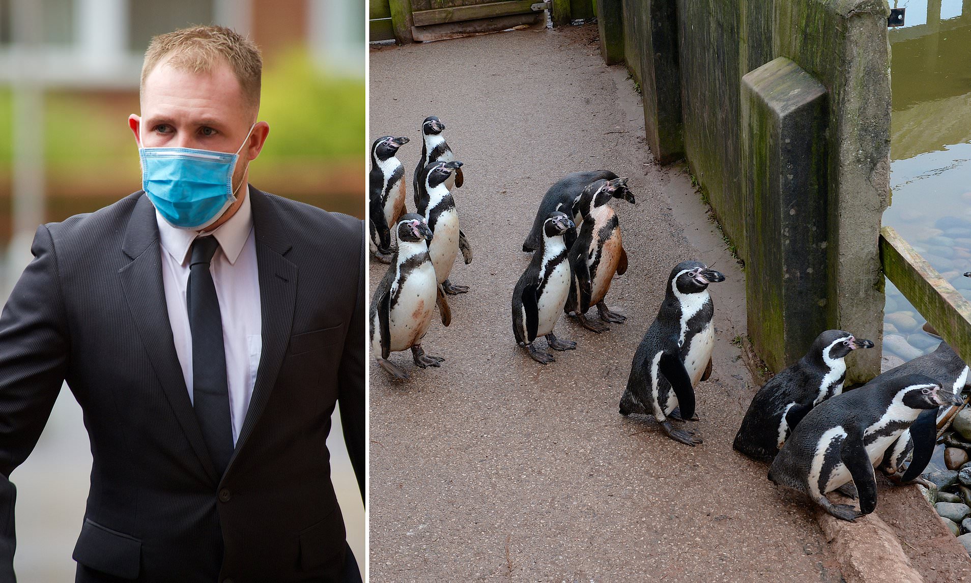 zookeeper-who-stole-2-penguins-and-rare-birds-is-jailed-after-trying-to