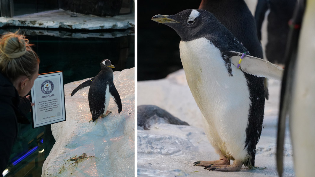 41-Year-Old Penguin Named “Olde” From Danish Zoo Breaks Record And Is