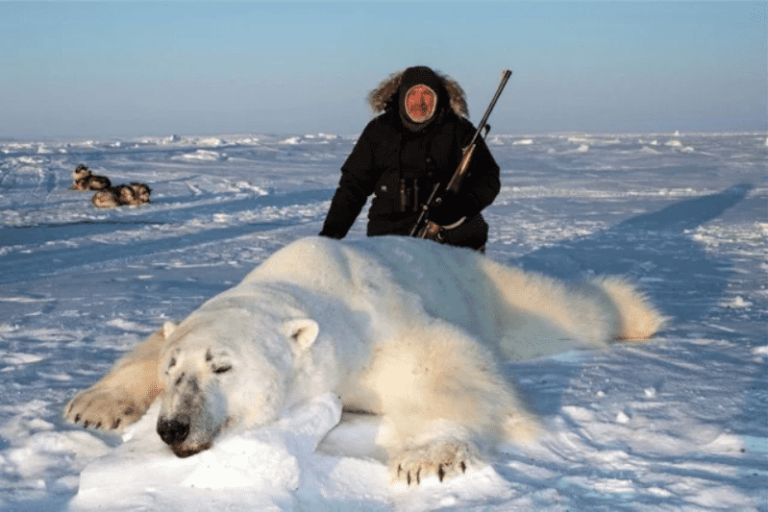 Trophy Hunters Pose With Dead Polar Bears For Company Advertisement ...