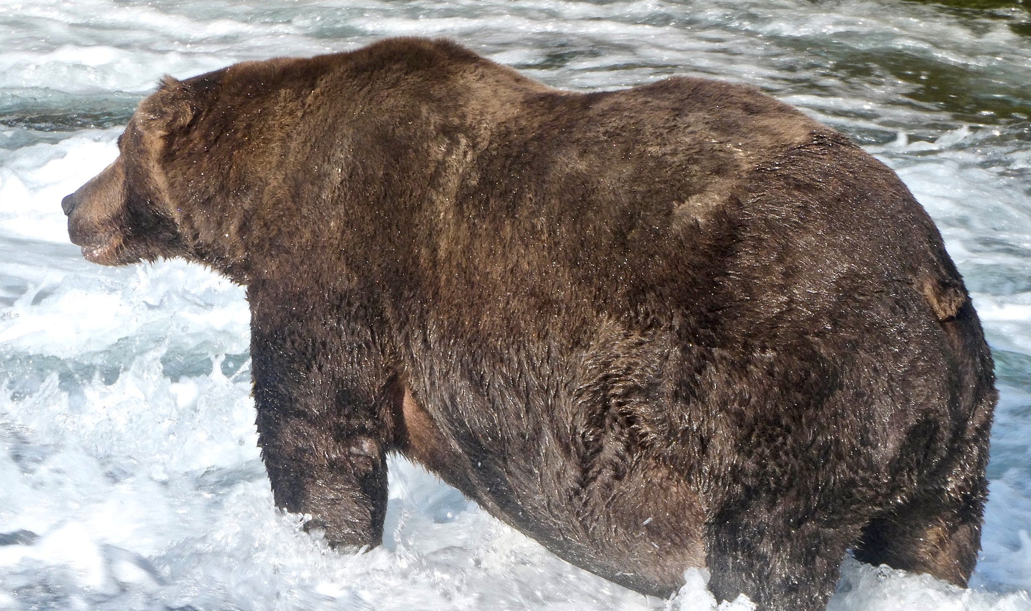 biggest stuffed bear in the world