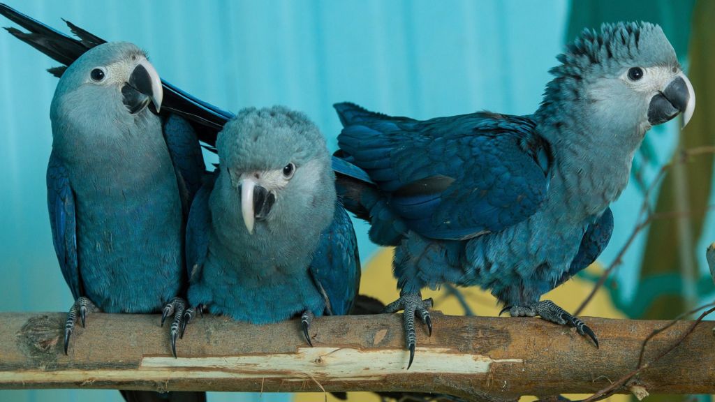 The Beautiful Blue Macaw Parrot Is Now Officially Extinct In The Wild