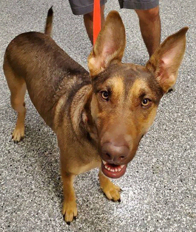 Dog Rescued After Being Abandoned By Owner Who Lost Job And Home During 