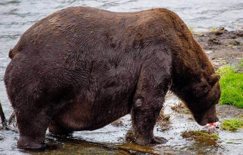 do grizzly bears hibernate in alaska