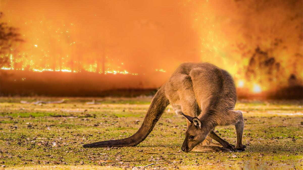 Experts Suggest Around 3 Billion Animals Were Affected By The Bushfires