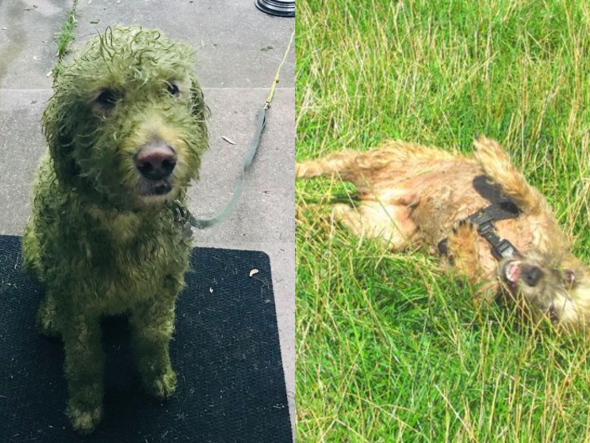 white dog rolls in fresh cut grass