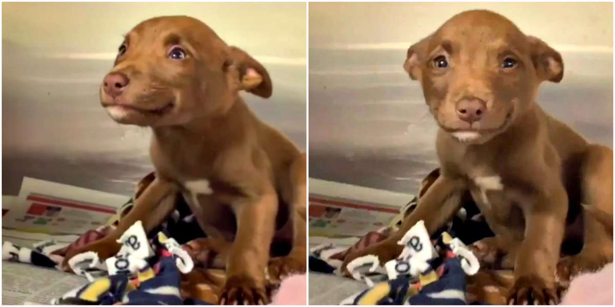 Adorable Puppy Gets Adopted After Smiling At Everyone She Met At Animal