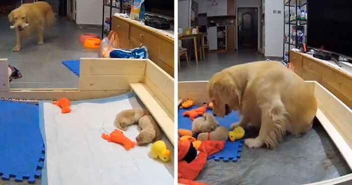 First-Time Golden Retriever Mother Tries To Console Crying Newborn ...