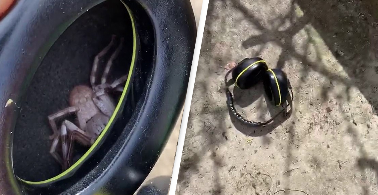 Australian Man Finds Massive Huntsman Spider Inside Headphones After