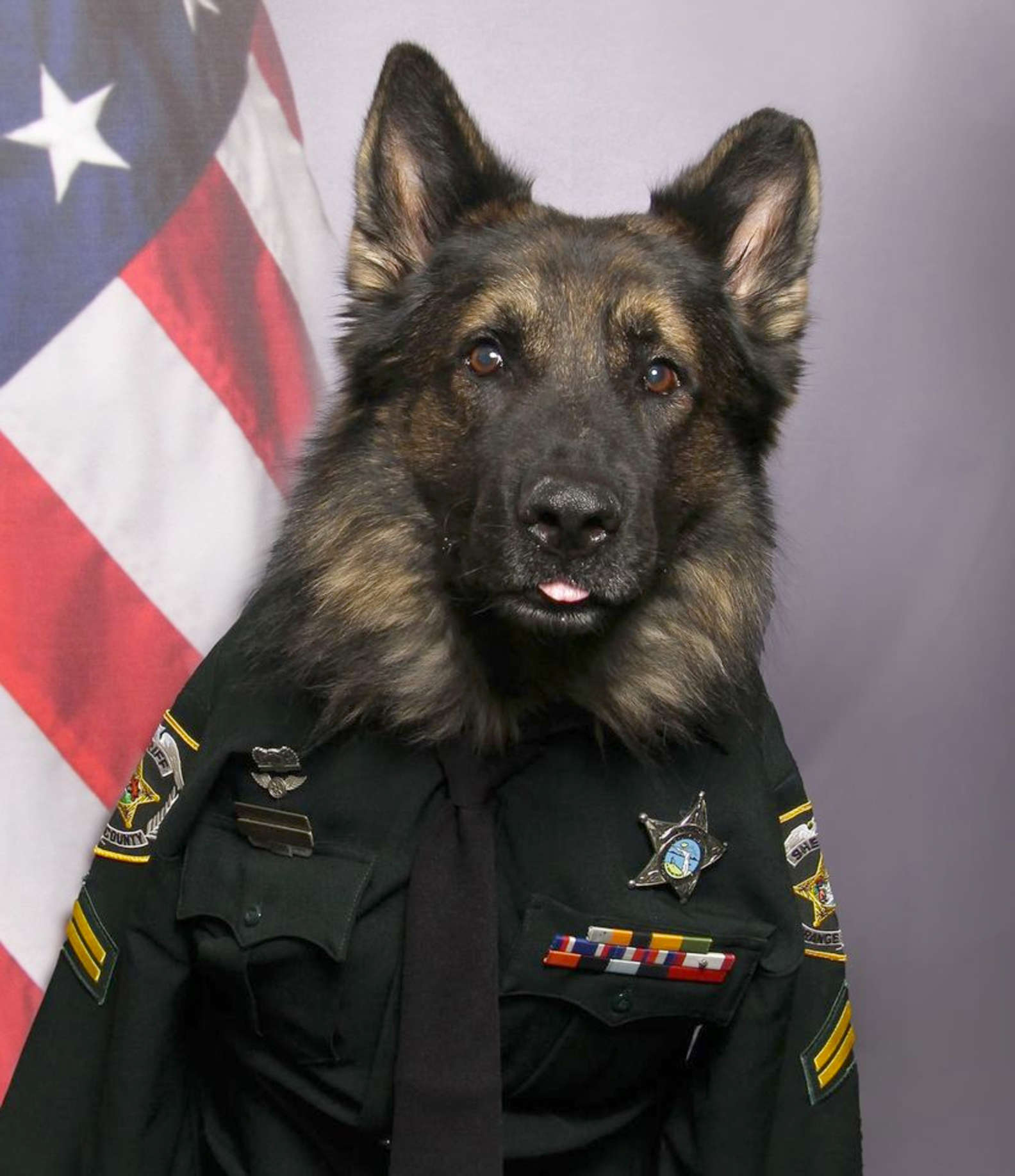 K9 Officer Poses In Full Uniform For Official Police Portrait