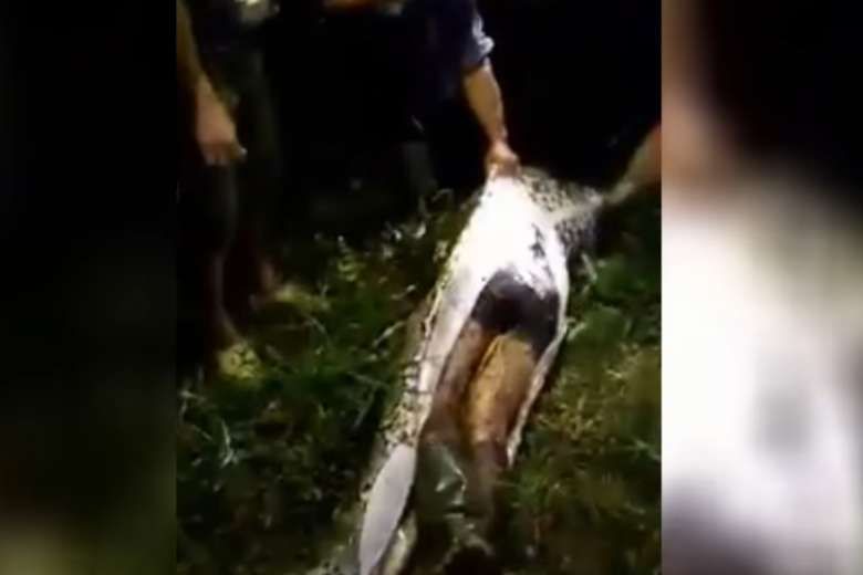 Indonesia: Massive 23-Foot Python Swallowed An Entire 25-Year-Old