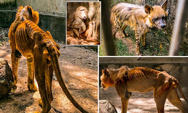 Man Left Heartbroken After Visiting Zoo In Nigeria Where Animals Are