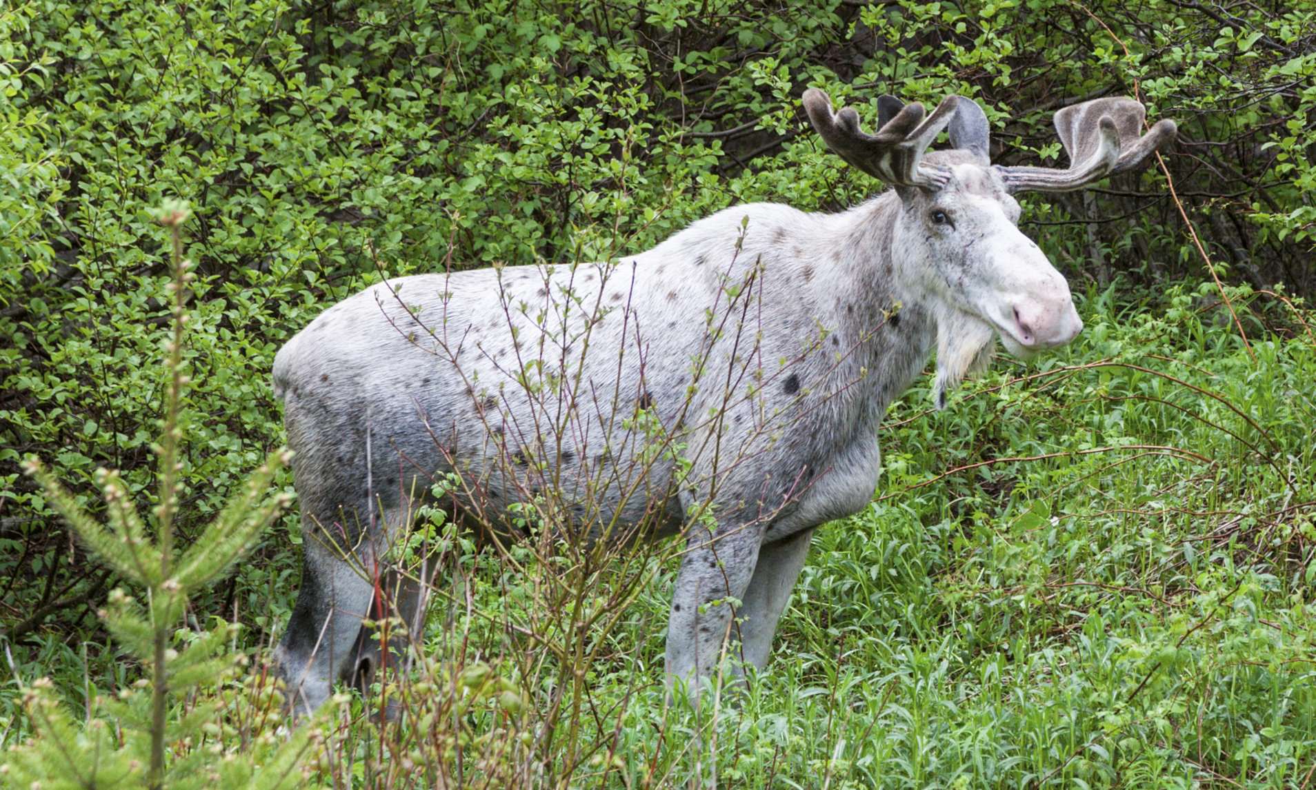 Canada: Extremely Rare White 'Spirit Moose' Has Been ...