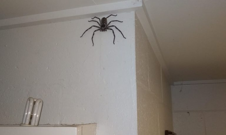 Lady Avoiding Spider In Living Room Breaking Furniture