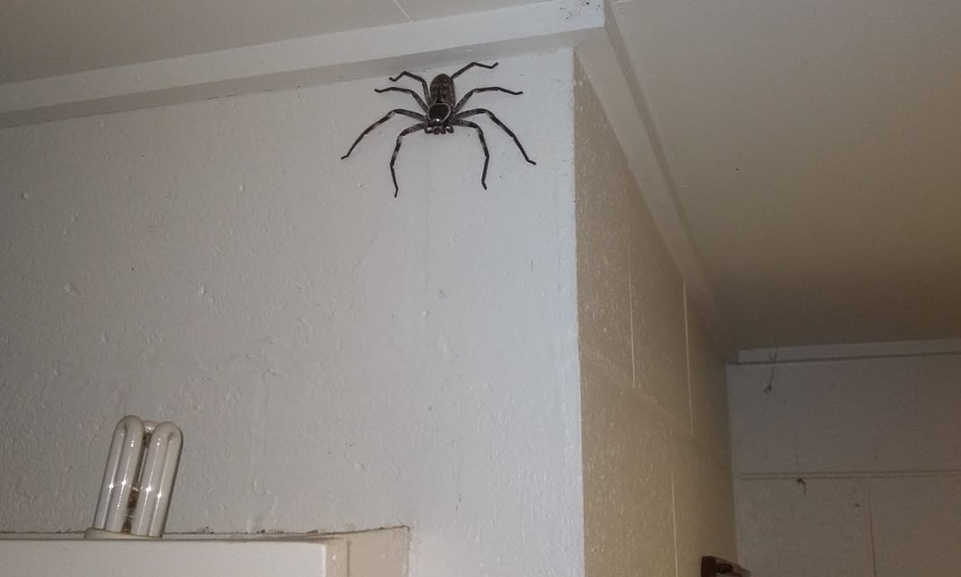 Brave Australian Man Allows Massive Huntsman Spider To Live Inside His