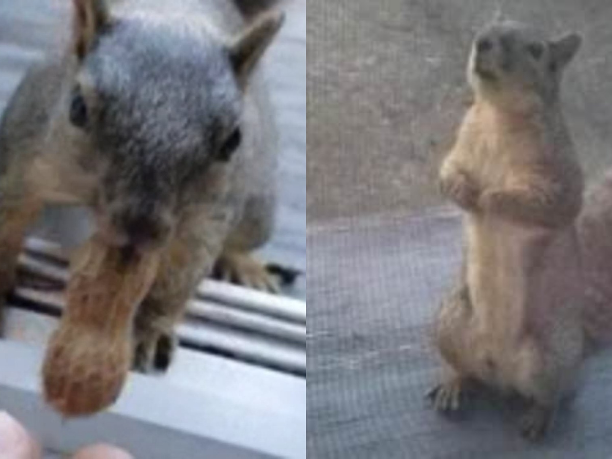 Adorable Little Squirrel Waits Patiently At The Window Of Friends Every ...