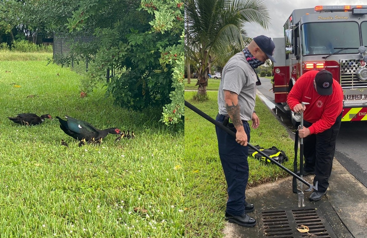 Firefighters Rescue Ducklings That Fell Inside Storm Drain And Reunite ...