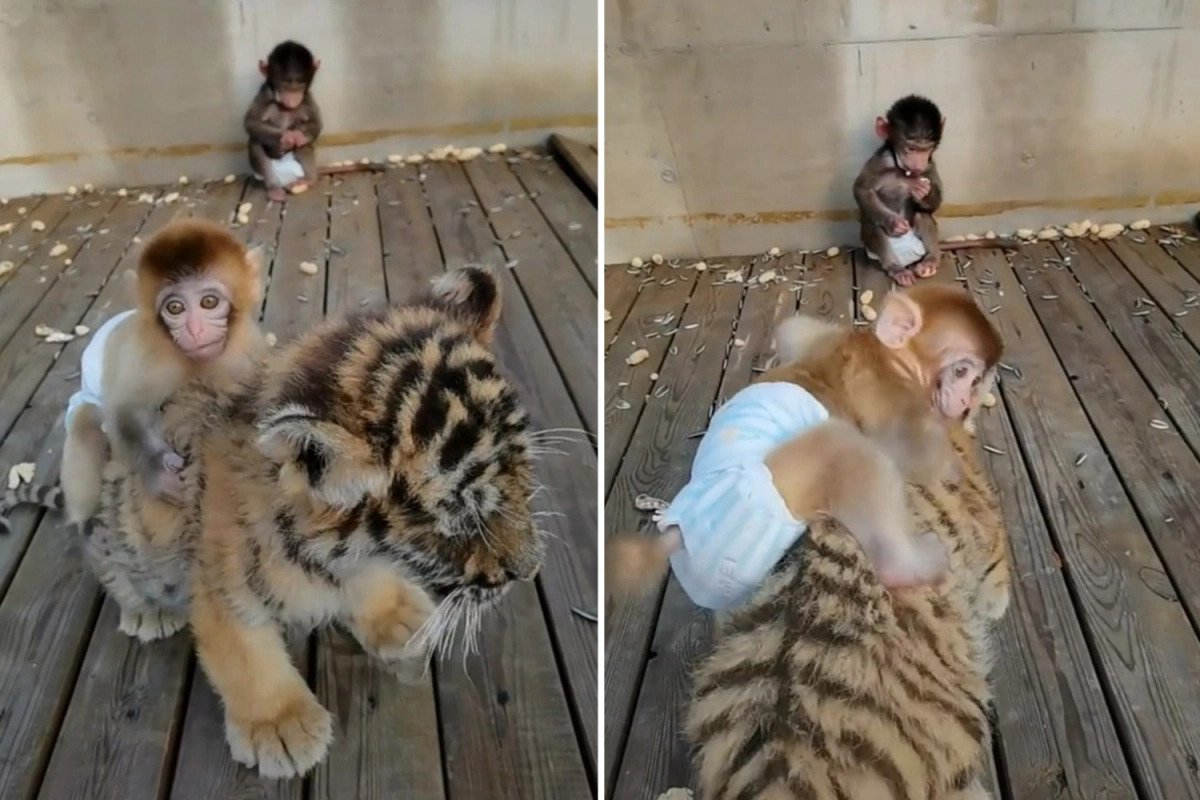 Baby Monkey At China Zoo Is Best Friends With An Adorable Tiger Cub