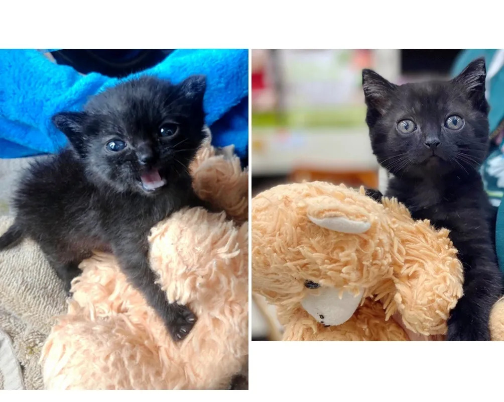 kitten and teddy bear