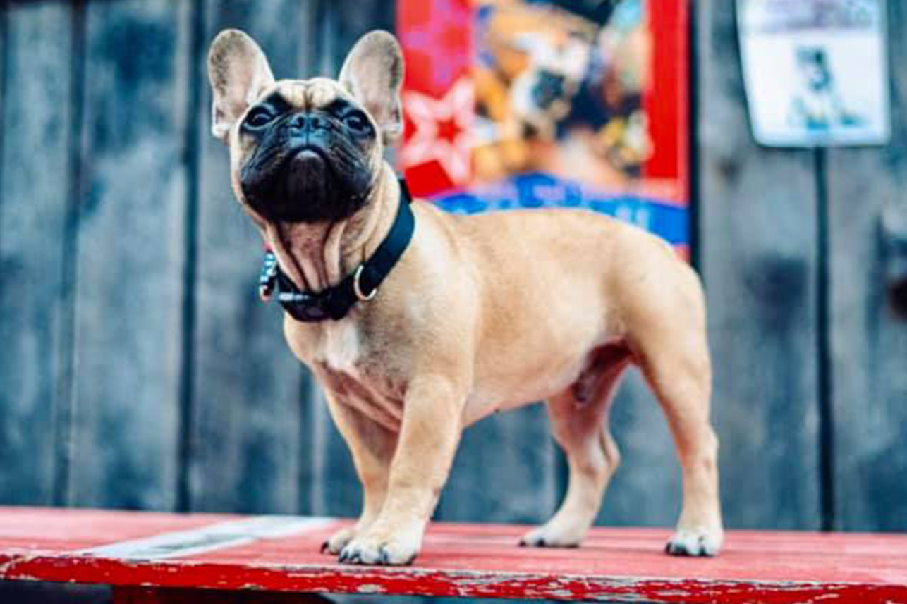 Kentucky Town Elects French Bulldog Named Wilbur As Their New Mayor